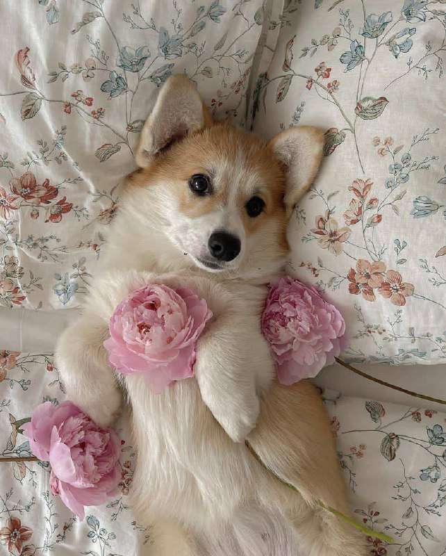 Психолог: душераздирающие новости — подарки полезны для вашей психики! - новости