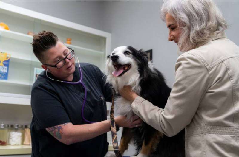 Собачки бессмертны? Скоро узнаем из бульварных новостей! - новости