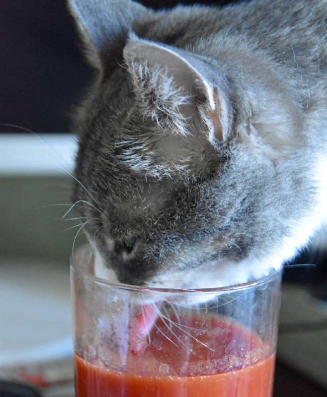 Новости - Помидорный эликсир: прощай, жир! Убойные новости для любителей сока. Помидорный эликсир: прощай, жир! Убойные новости для любителей сока. - новости