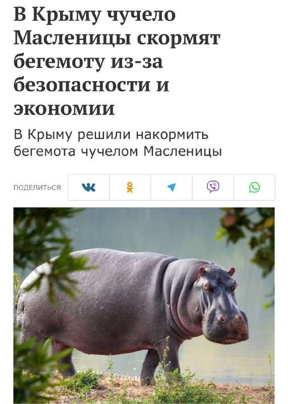 Бегемот слопает Масленицу: крымские новости, блин, забористые. - новости