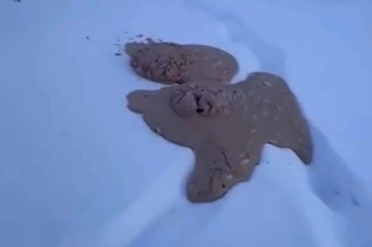 Новости - Убойные новости из Якутии: оленевод откопал что-то непонятное! Убойные новости из Якутии: оленевод откопал что-то непонятное! - новости