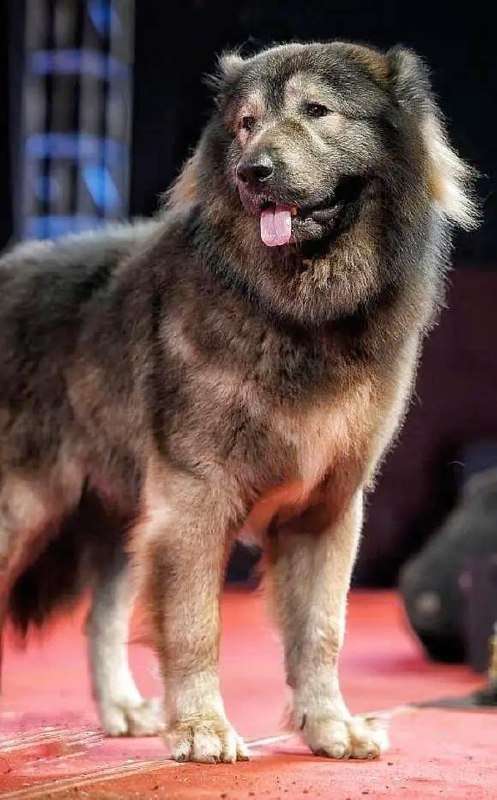 Собака, которая стоит как небольшой остров в Тихом океане Собака, которая стоит как небольшой остров в Тихом океане