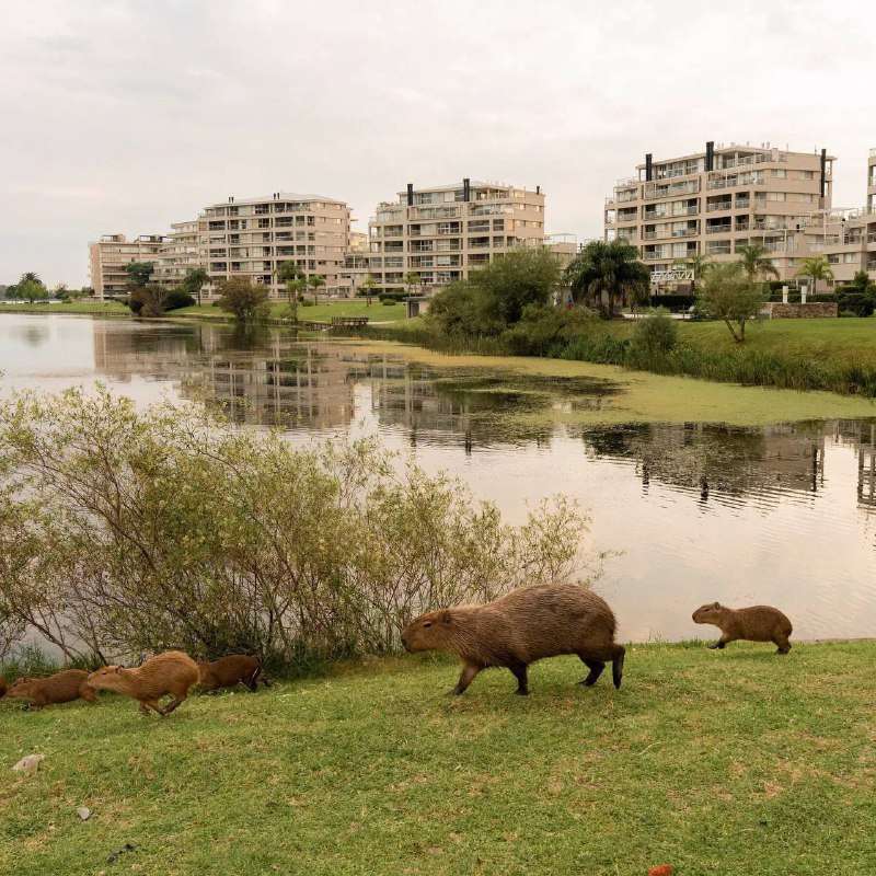 Много капибар в аргентинском городе