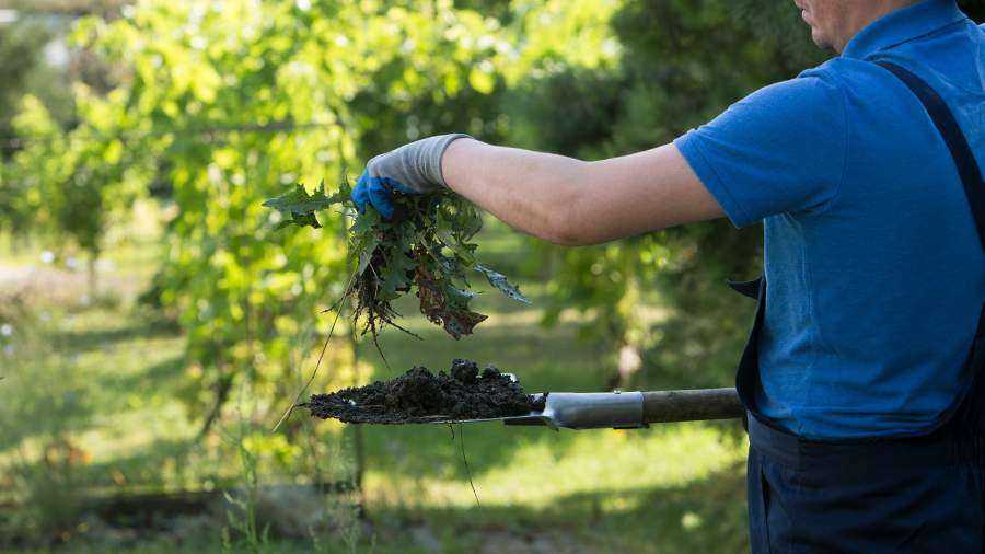 Рейнутрия богемская - ботанический вызов Рейнутрия богемская способна разрушать фундаменты