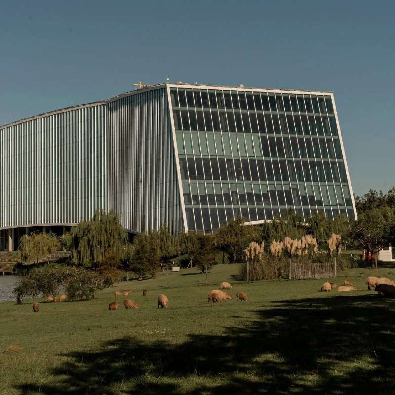 Капибара отдыхает на лужайке