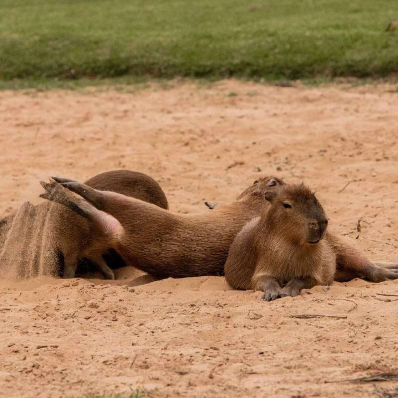 Капибары чилят в аргентинском городе