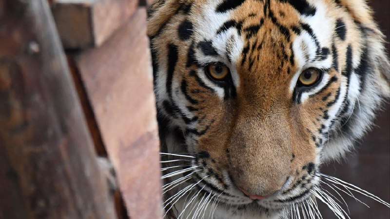 Трогательное прощание: в Приморье на волю выпустили двух амурских тигрят - новости