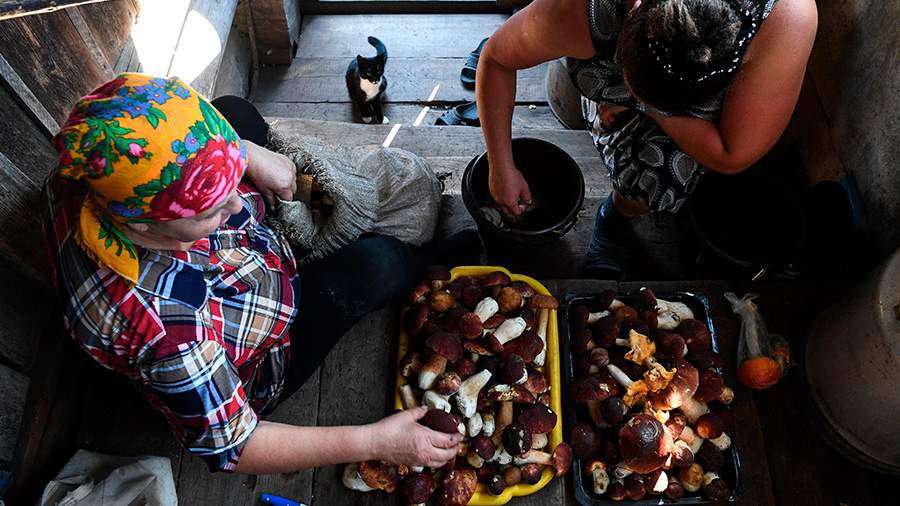 Лесные сокровища под охраной Грибы в лесу