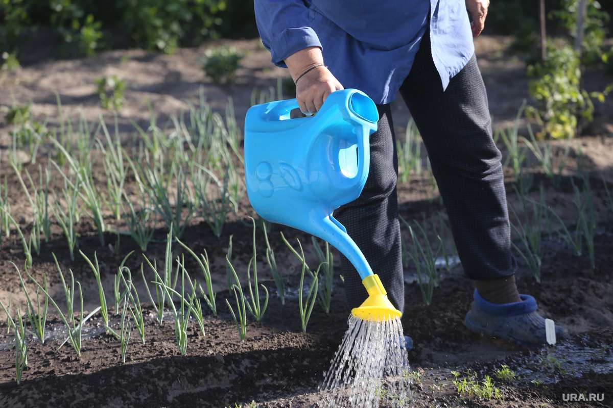 Новости - Прополка, санитарная обрезка и удобрение почвы: что можно делать на садовом участке 10 мая Прополка, санитарная обрезка и удобрение почвы: что можно делать на садовом участке 10 мая - новости