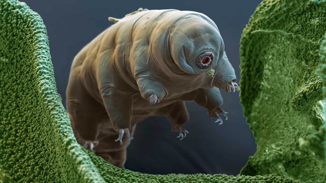 ​Тихоходка под микроскопом