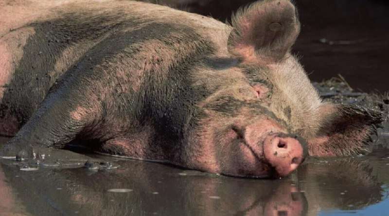 Человек, с радостью обмазывающийся грязью в честь праздника