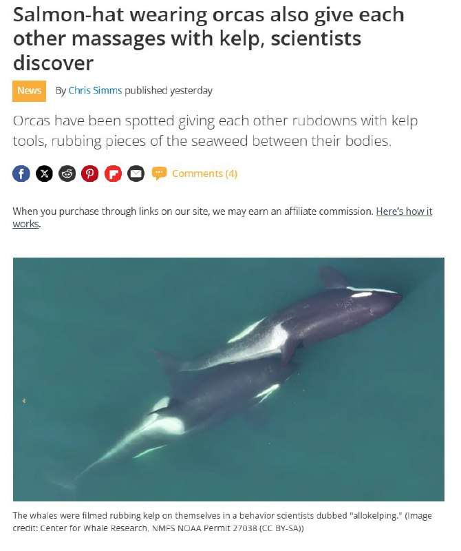 🐋Китовое СПА: учёные выяснили, что косатки делают друг другу массаж водорослями - новости