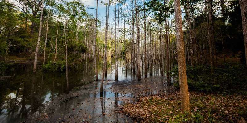 Бизнес «по сусанински» - новости