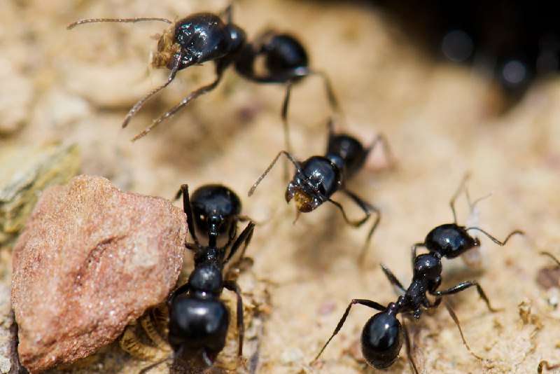 Daily Mail: В Британии появились перегрызающие провода 'супермуравьи' - новости