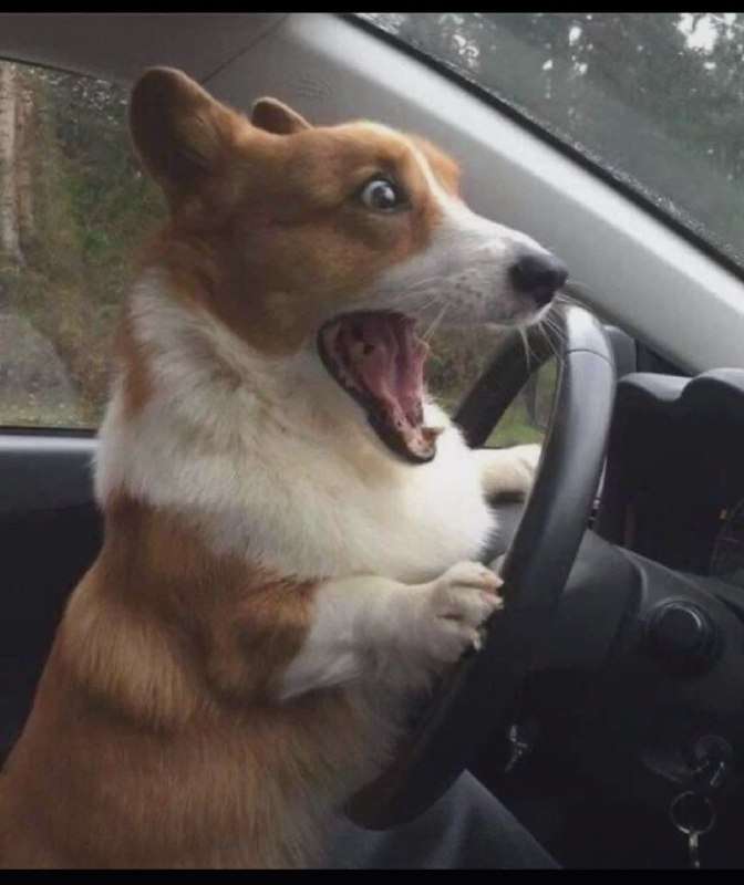 🐶 Домашние животные копируют характер своих хозяев, — исследование - новости