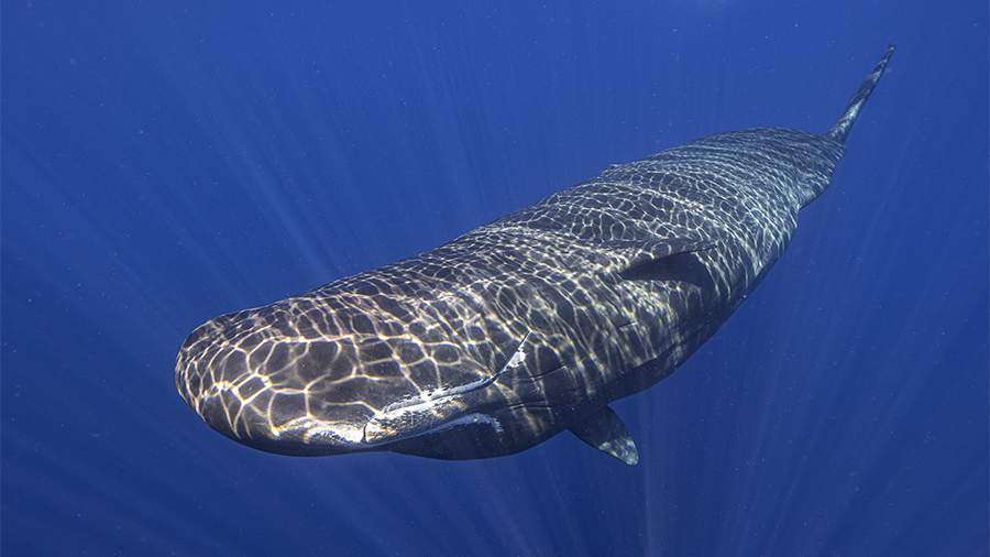 ​Ученые рассказали о расшифровке речи животных с помощью ИИ - новости