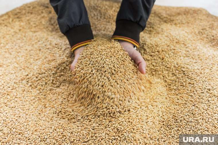 Новости - Россия экспортирует более 50 млн тонн зерна Россия экспортирует более 50 млн тонн зерна - новости