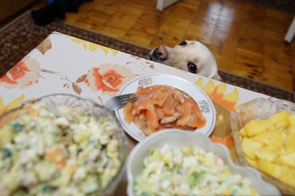 ​Названа максимальная безопасная порция салата за Новогодним столом - новости