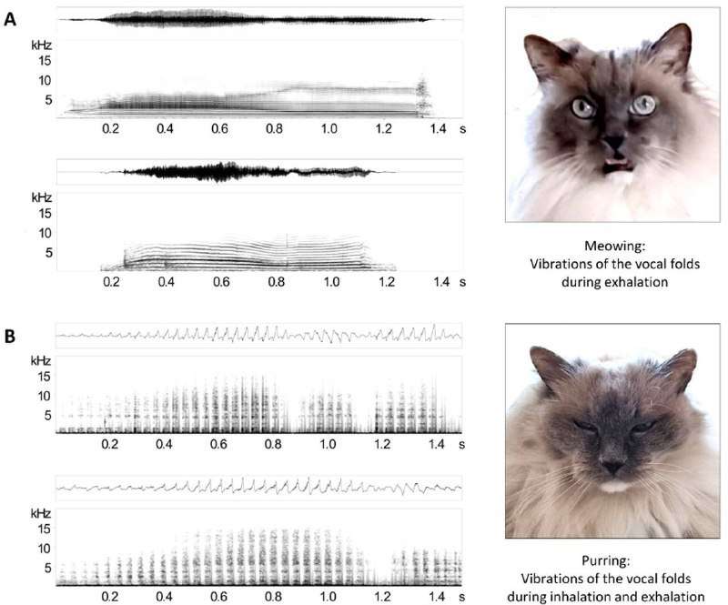 Учёные установили, что мурчание у каждой кошки уникальное, как голос у человека. - новости