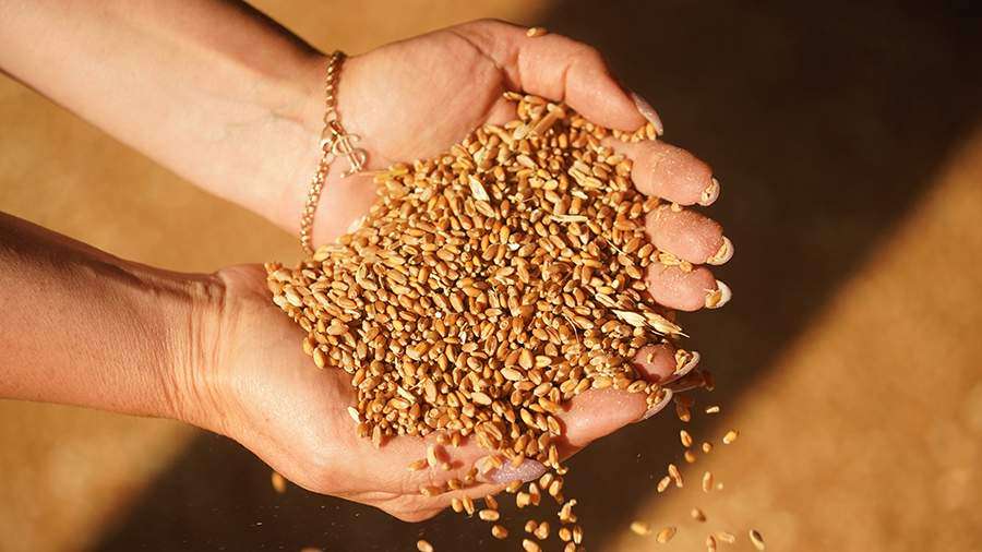 В правительстве прогнозируют экспорт зерновых на уровне 53–55 млн т - новости