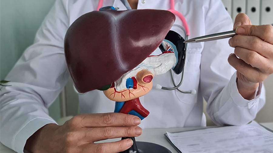 Новости - Ученые создали персонализированную модель человеческой печени Ученые создали персонализированную модель человеческой печени - новости