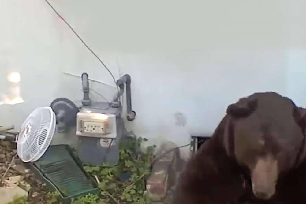 Медведь в подвале дома в Калифорнии Медведь нашел убежище в подвале дома в Калифорнии