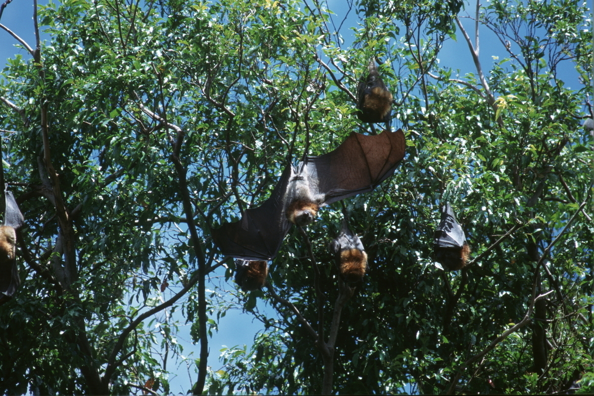 Выдыхаем! МГУ отменил апокалипсис: вирус Нипах не выживет в России из-за отсутствия правильных мышей - новости