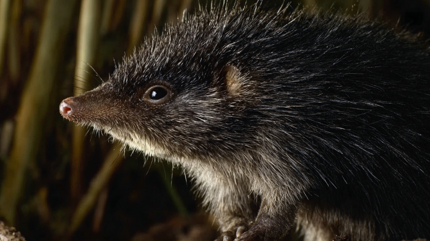 Новости - Старше мамонта: в России хотят возродить исчезающих русских выхухолей Старше мамонта: в России хотят возродить исчезающих русских выхухолей - новости