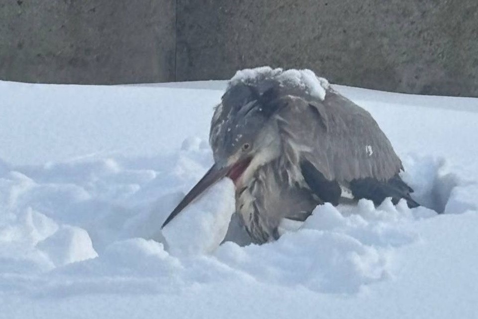 Новости - Спецоперация «Крылья»: как московские гвардейцы спасли замерзшую цаплю и доказали, что у суровых мужчин добрые сердца новости