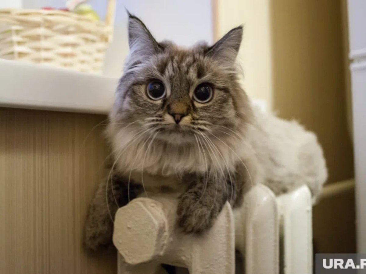 Новости - Кошачий дзен: почему ваш кот обожает того, кто его игнорирует, и как попасть в «элитарный клуб» избранных новости