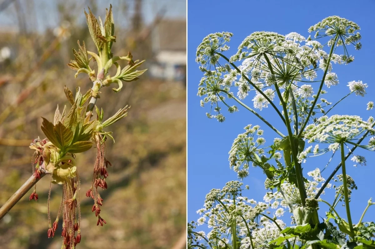 Новости - Зеленая ОПГ: Как американский клен и борщевик стали главными врагами русского леса, и почему мы этому рады новости