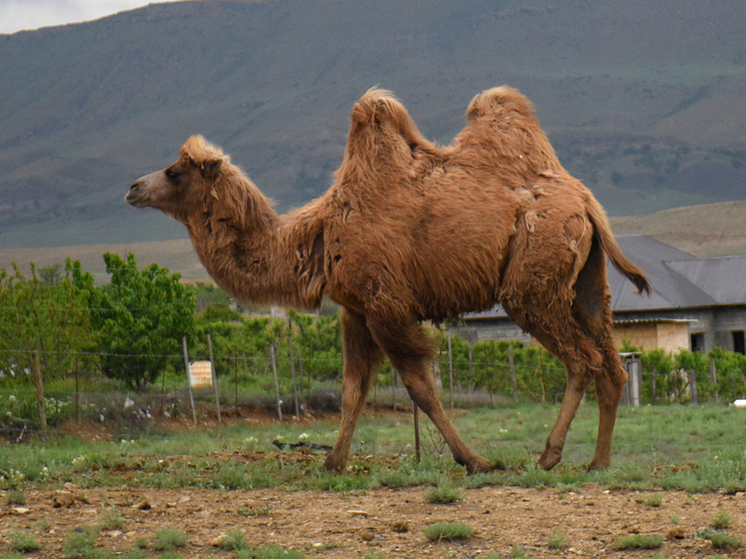 Новости - Без бумажки ты — бархан: Верблюды Саудовской Аравии получают биометрические паспорта и выходят в свет новости