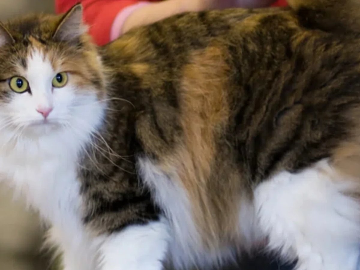 Новости - Кошачий дзен: почему ваш кот обожает того, кто его игнорирует, и как попасть в «элитарный клуб» избранных новости