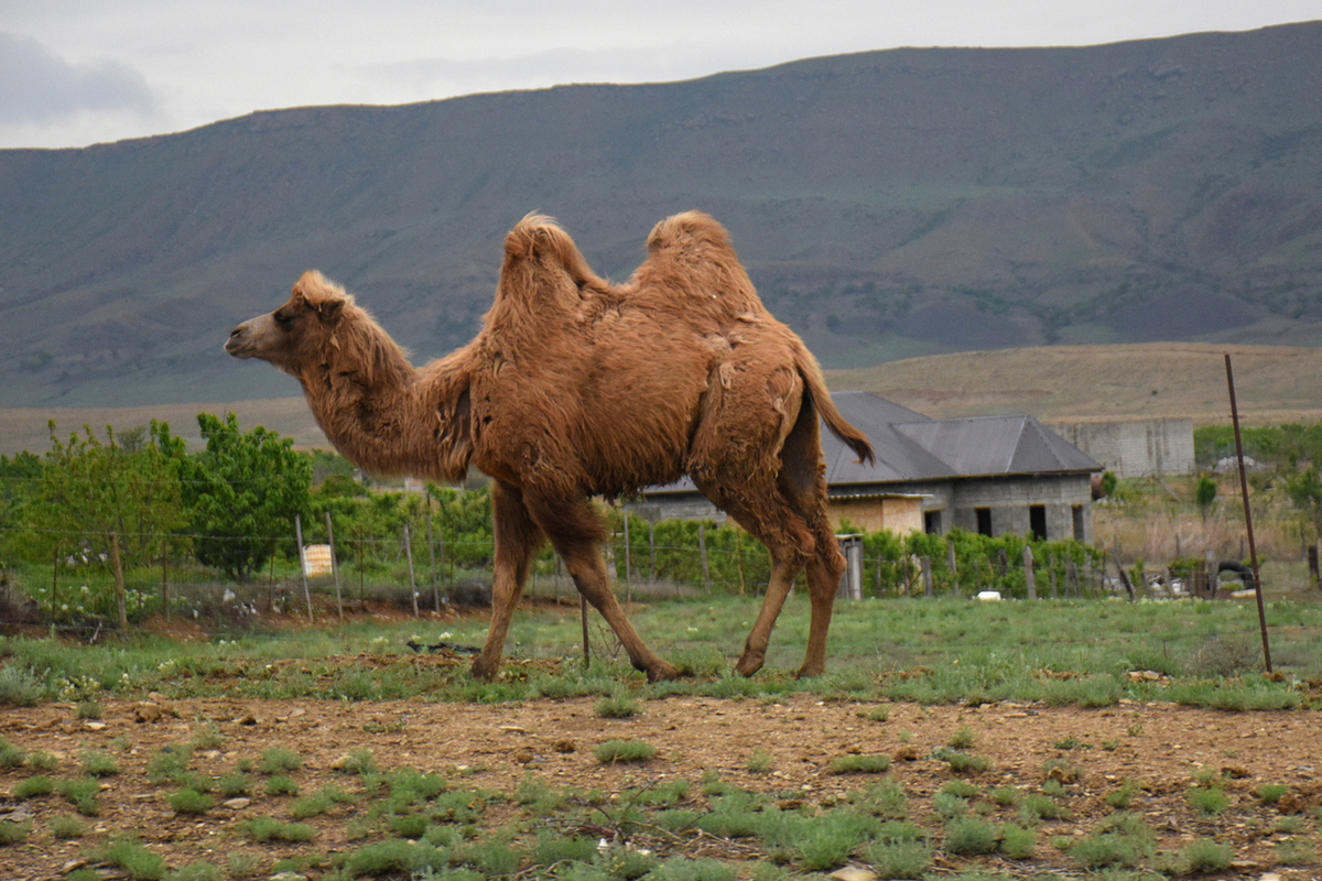 Новости - Без бумажки ты — бархан: Верблюды Саудовской Аравии получают биометрические паспорта и выходят в свет новости