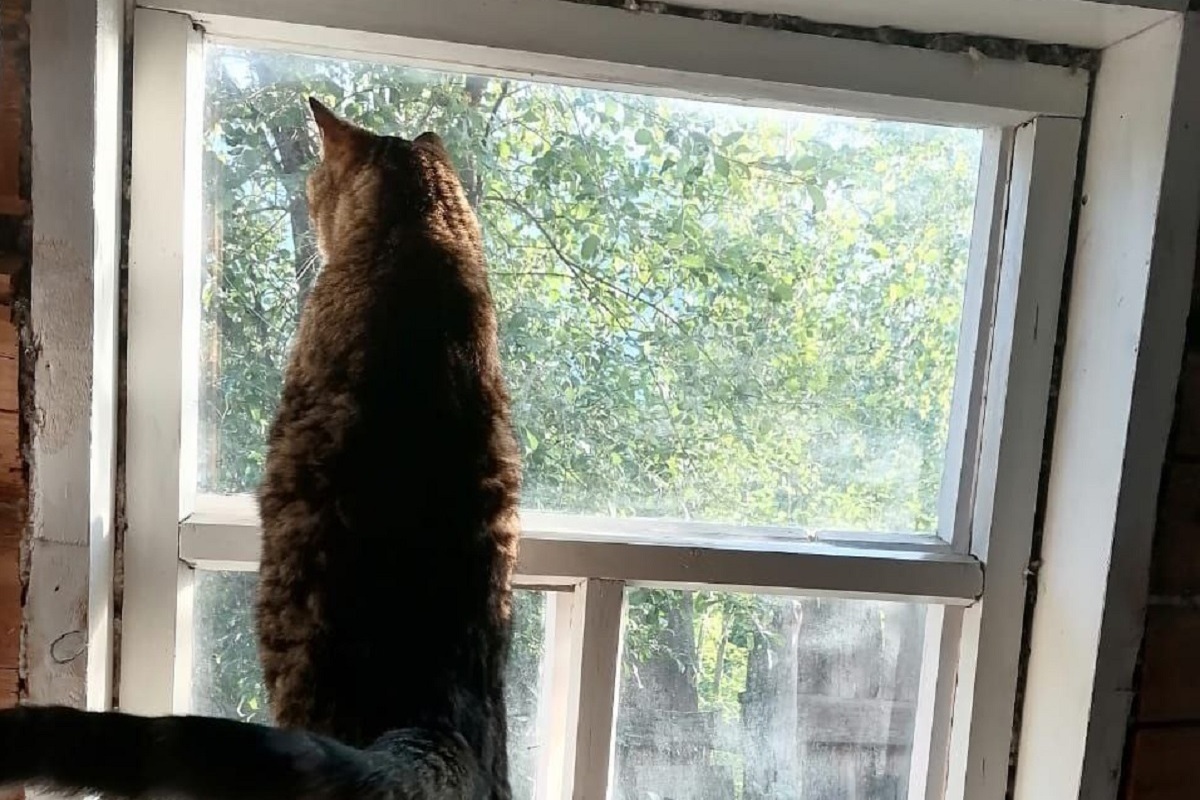 Новости - Мяукающий суверенитет: Россия официально признана главной кошачьей сверхдержавой планеты новости