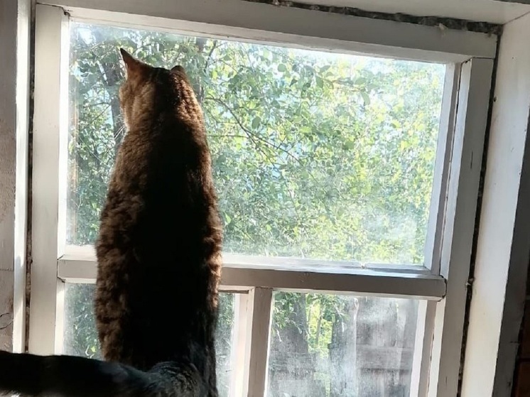 Новости - Мяукающий суверенитет: Россия официально признана главной кошачьей сверхдержавой планеты новости