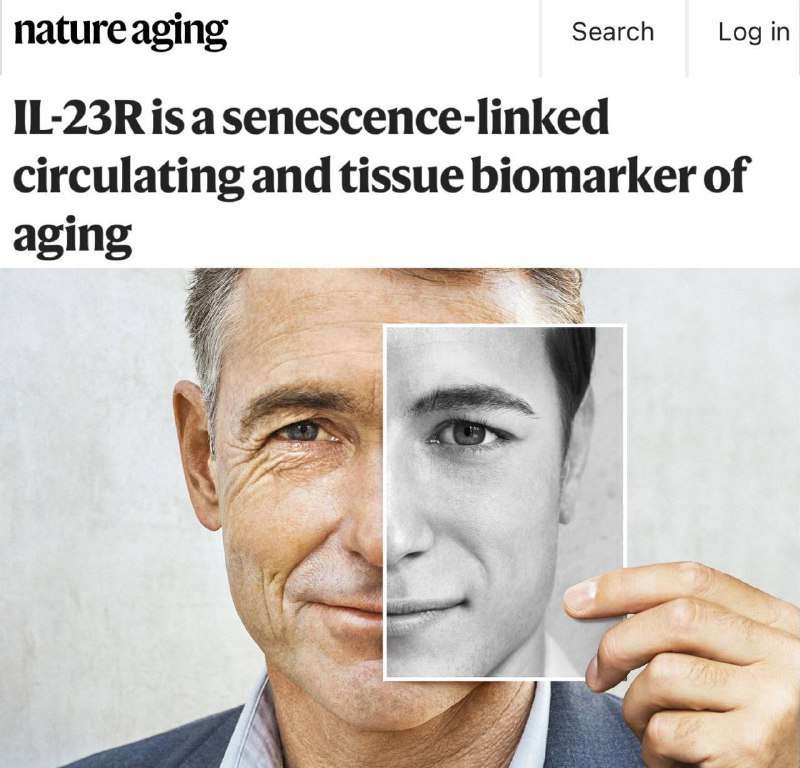 Новости - В клетках человека нашли своего рода «часы песочные»! 🕰️ Учёные обнаружили, что размер ядрышек в клетках – это как индикатор на... В клетках человека нашли своего рода «часы песочные»! 🕰️ Учёные обнаружили, что размер ядрышек в клетках – это как индикатор на... - новости